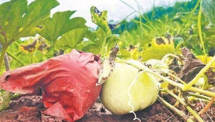 韶关乐昌三溪香瓜甜蜜成熟