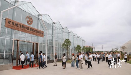 龙龙金甘薯种业品种创新与种苗创优展示会在陆丰举行