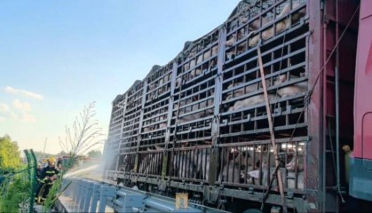 江西新余：百头生猪路上中暑 消防紧急救援