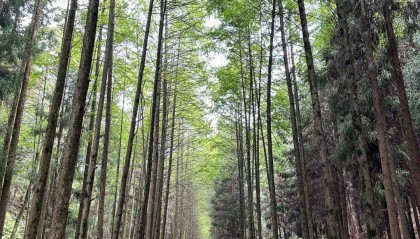 蜀道夏生凉（2） | 三溪口的林间清凉梦