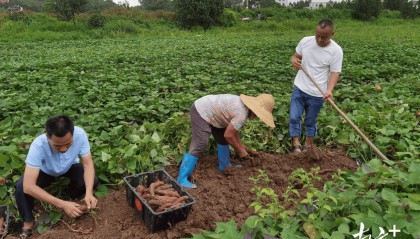 科技赋能，化州200亩甘薯示范片亩产近1700公斤，同比增产超18%