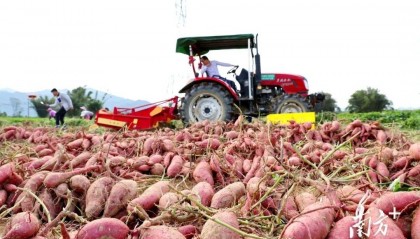 “小甘薯”种出“大产业”，广东鲜薯价格创近三年新高