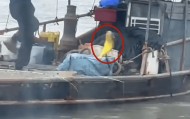 福建大爷海上钓起一条“黄金鱼”,引得围观群众“哇声一片”,有人估算一条能卖2万多