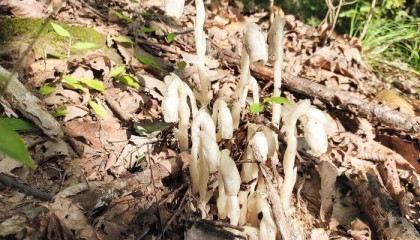 湖北竹山天堂林场发现国家近危级珍稀植物水晶兰