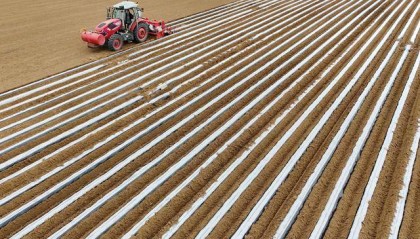 河北卢龙：“甘薯之乡”播种忙