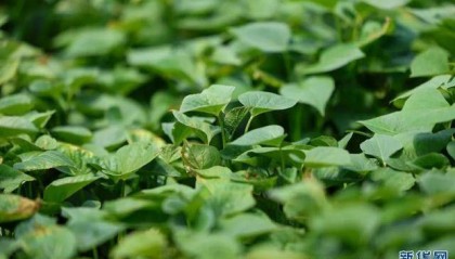 从“土坷垃”到“金疙瘩” 卢龙甘薯串起富民产业链