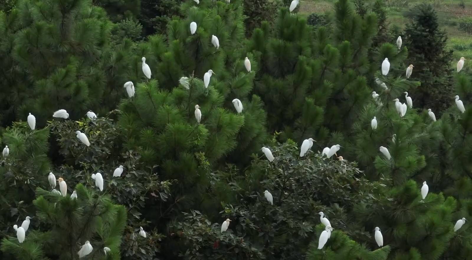 蓝山县打造“天地一体”监测网络 科技护航候鸟迁徙路