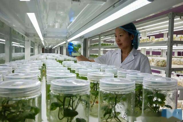 从“土坷垃”到“金疙瘩” 卢龙甘薯串起富民产业链