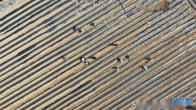 从“土坷垃”到“金疙瘩” 卢龙甘薯串起富民产业链