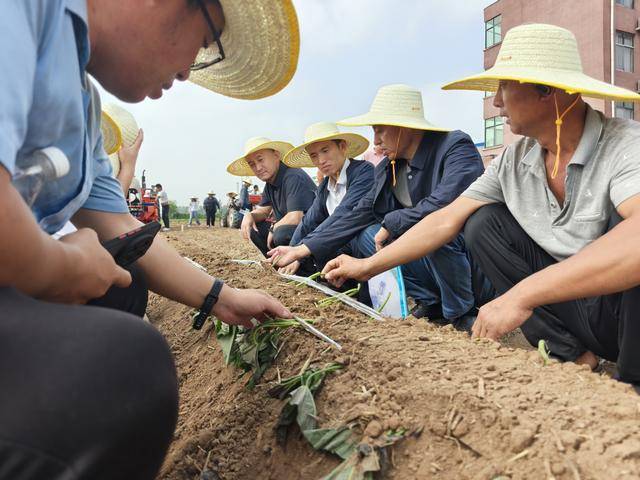 “铁牛”上阵薯田生金 科技妙笔绘就中原甘薯振兴图