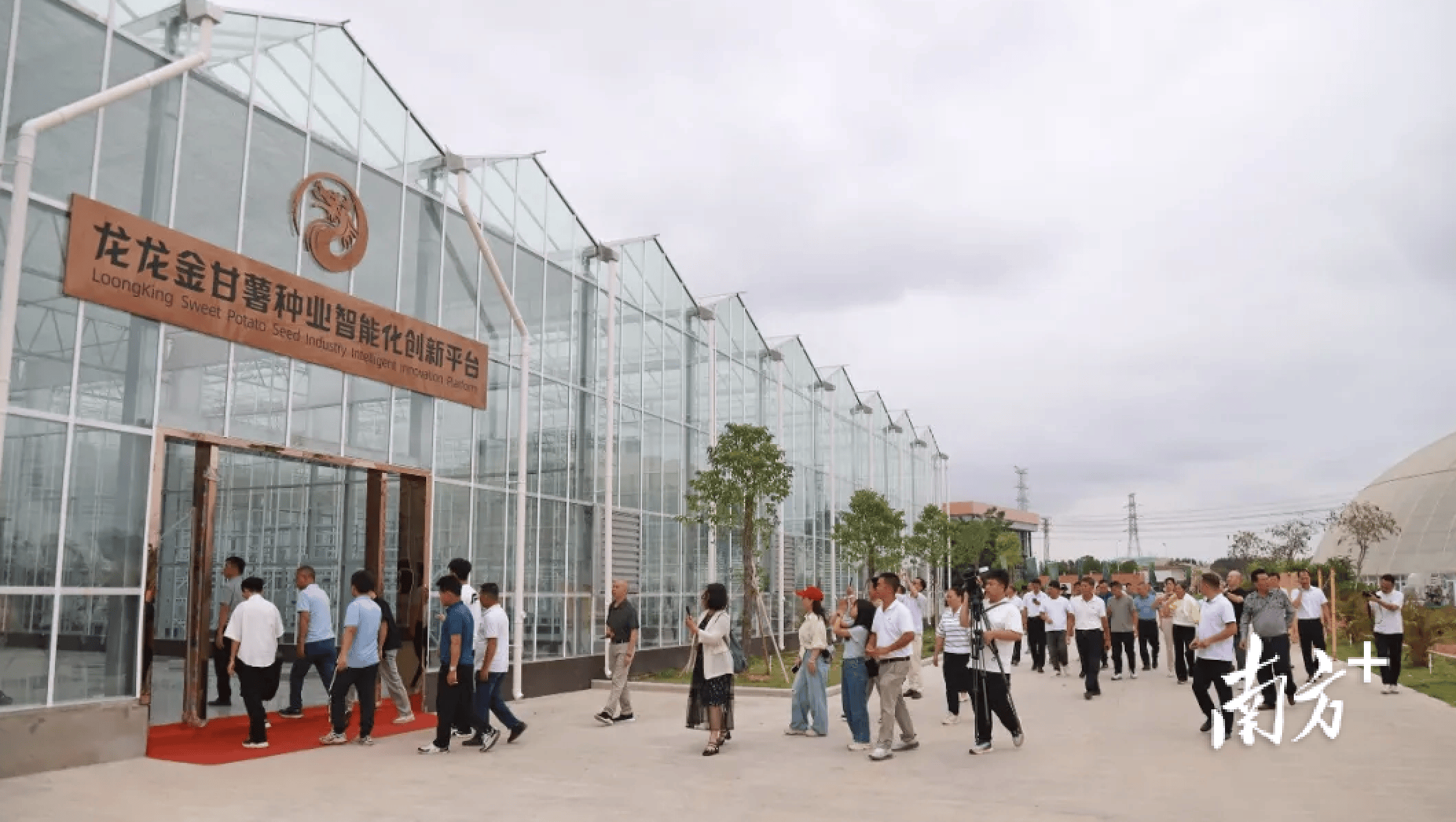 龙龙金甘薯种业品种创新与种苗创优展示会在陆丰举行