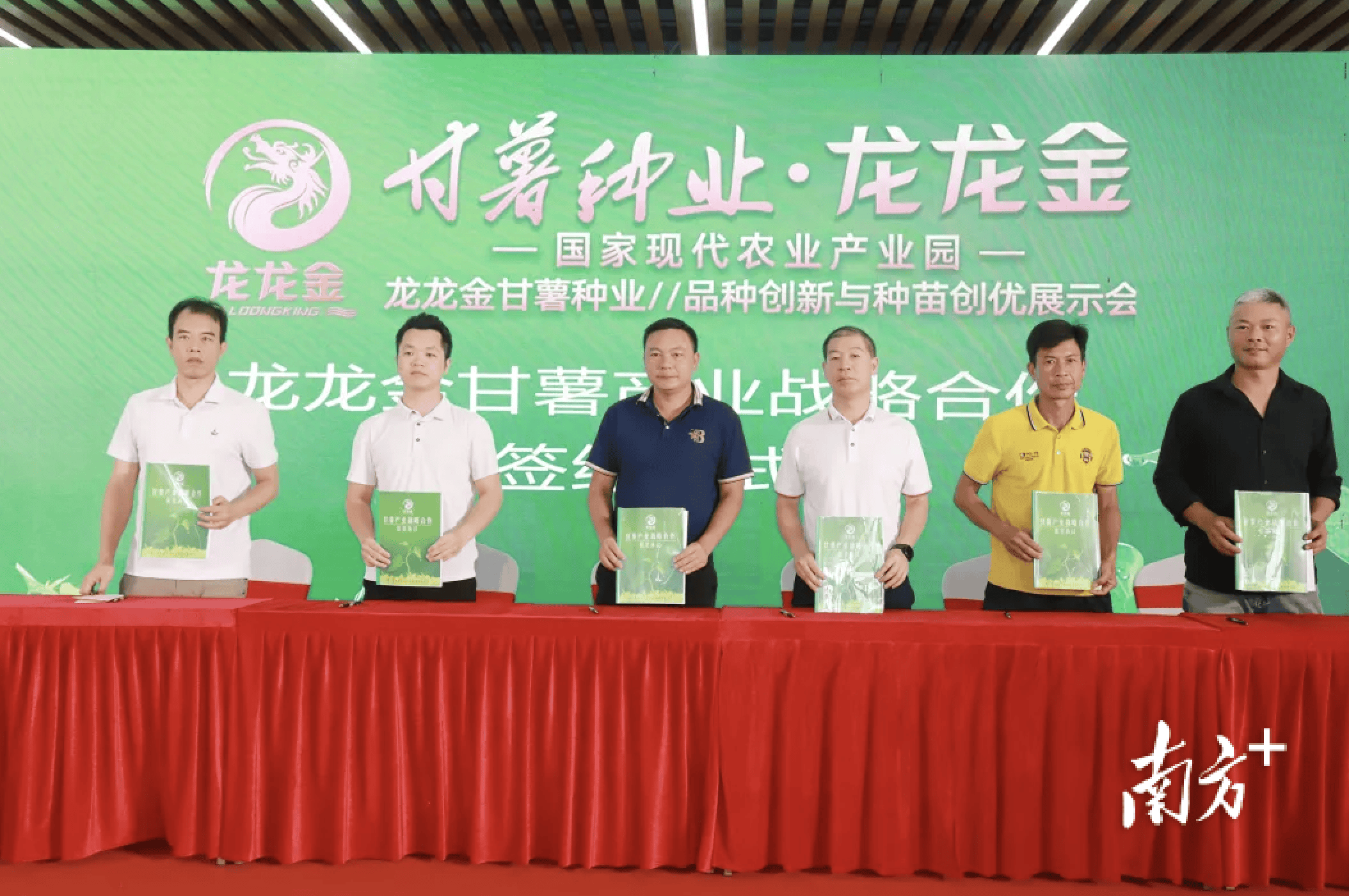 龙龙金甘薯种业品种创新与种苗创优展示会在陆丰举行
