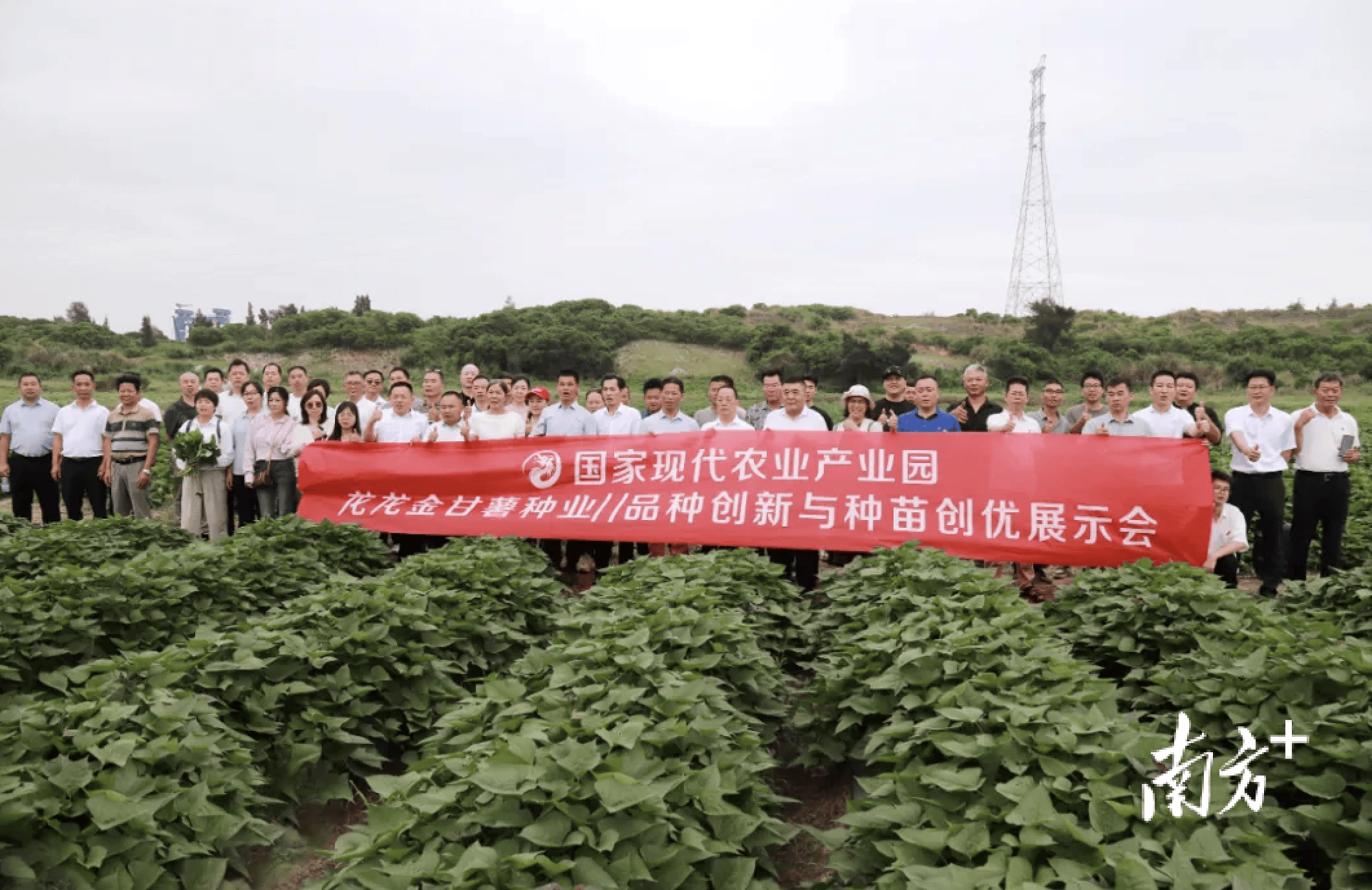 龙龙金甘薯种业品种创新与种苗创优展示会在陆丰举行