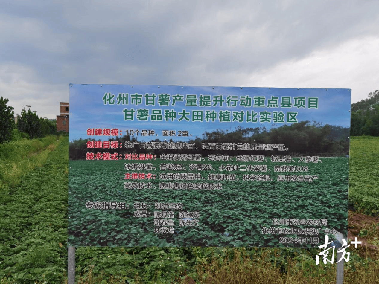 科技赋能，化州200亩甘薯示范片亩产近1700公斤，同比增产超18%