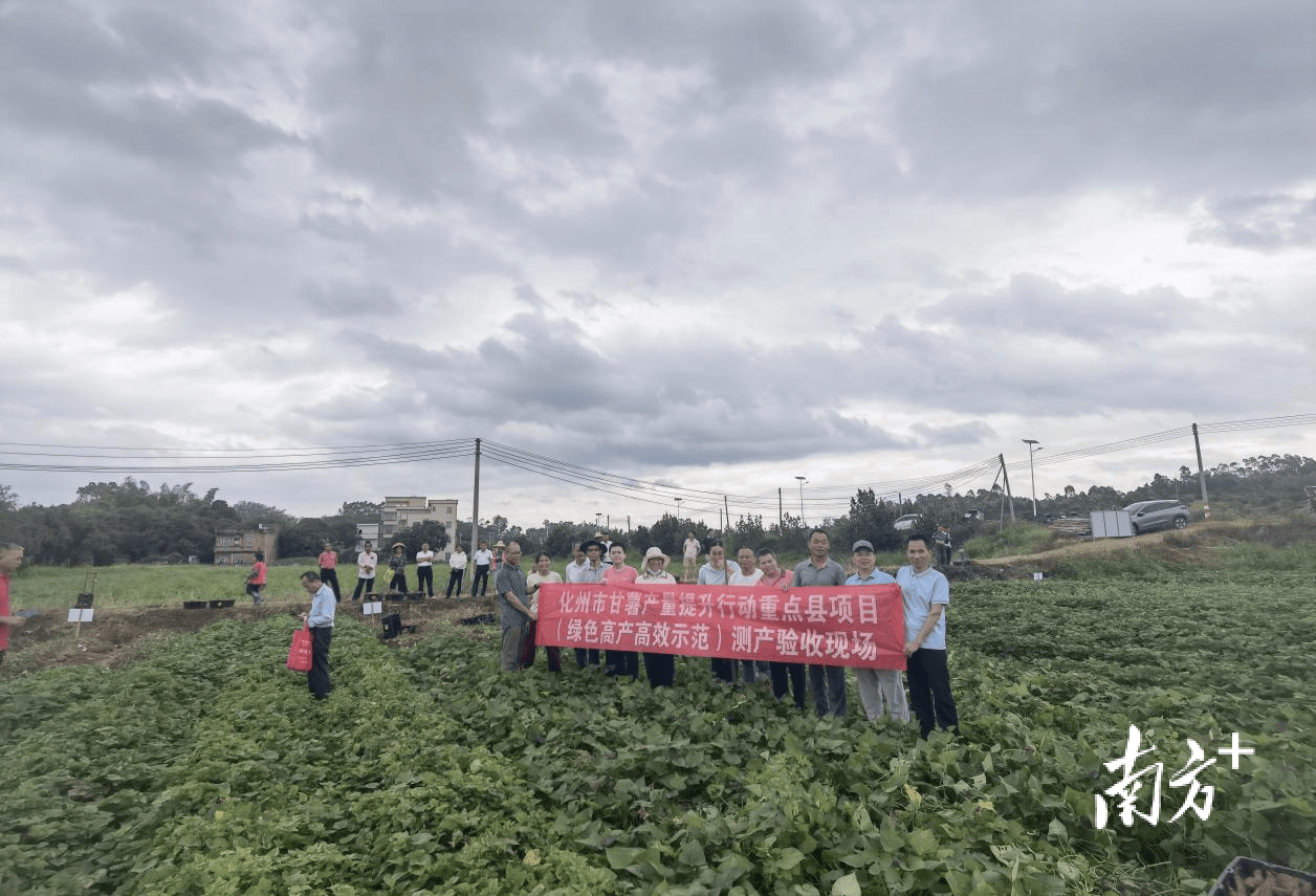 科技赋能，化州200亩甘薯示范片亩产近1700公斤，同比增产超18%