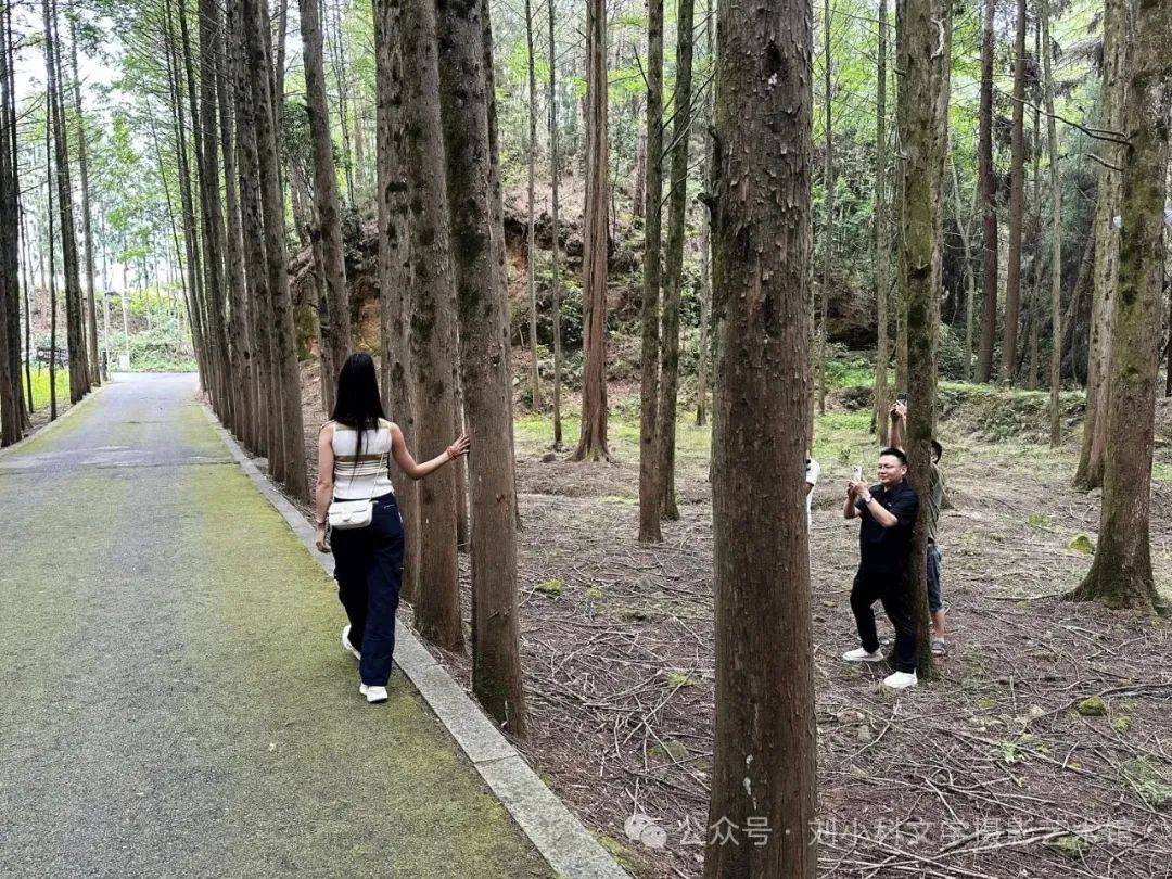 蜀道夏生凉（2） | 三溪口的林间清凉梦