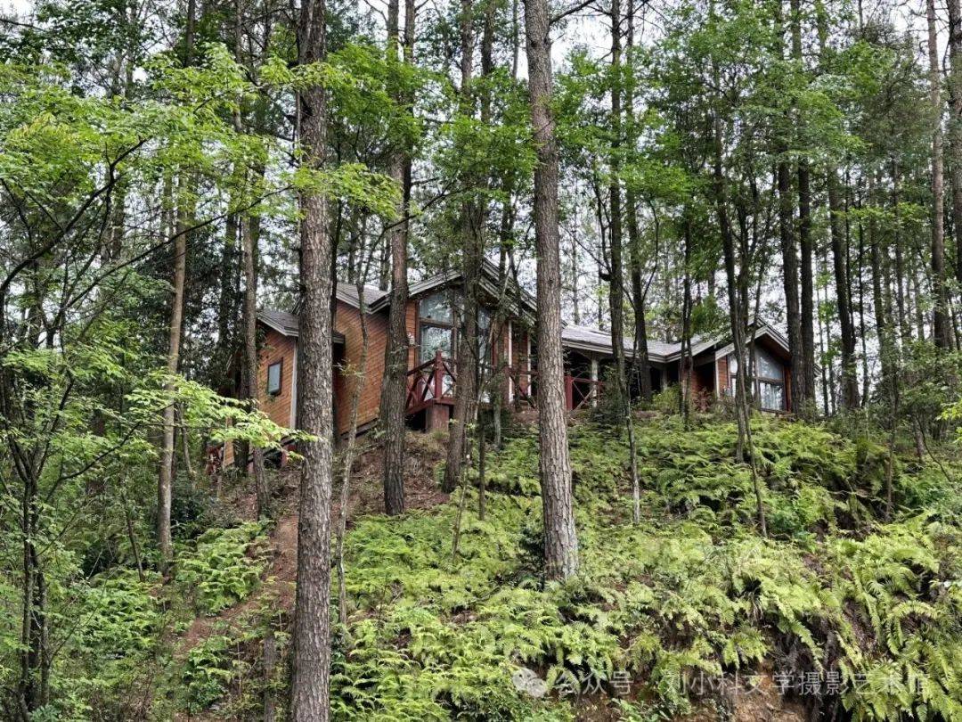 蜀道夏生凉（2） | 三溪口的林间清凉梦