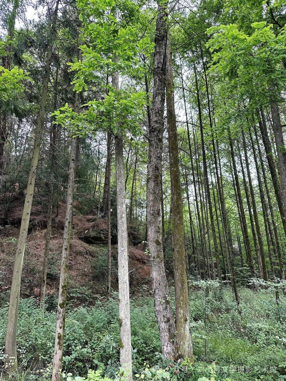 蜀道夏生凉（2） | 三溪口的林间清凉梦