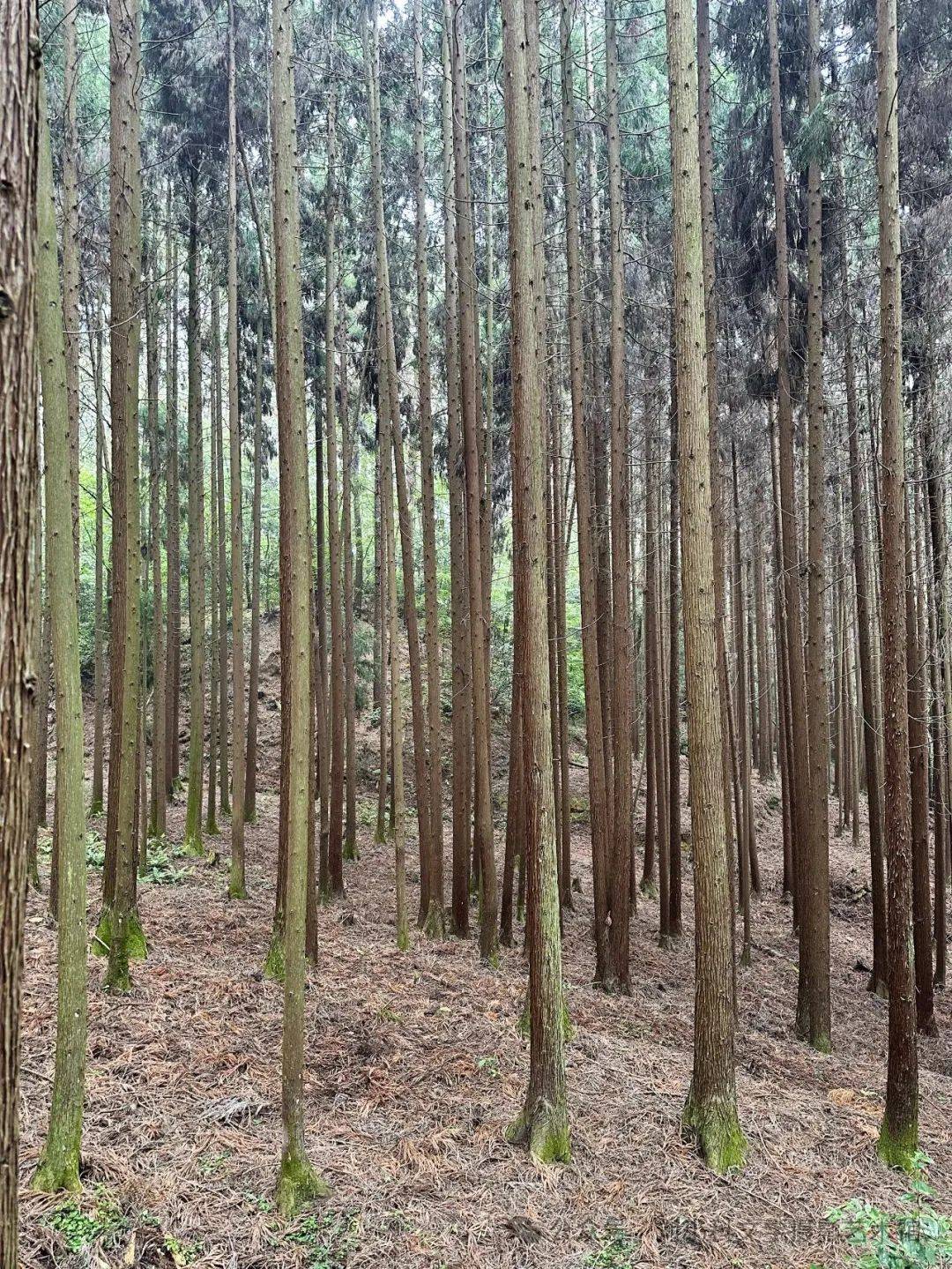 蜀道夏生凉（2） | 三溪口的林间清凉梦
