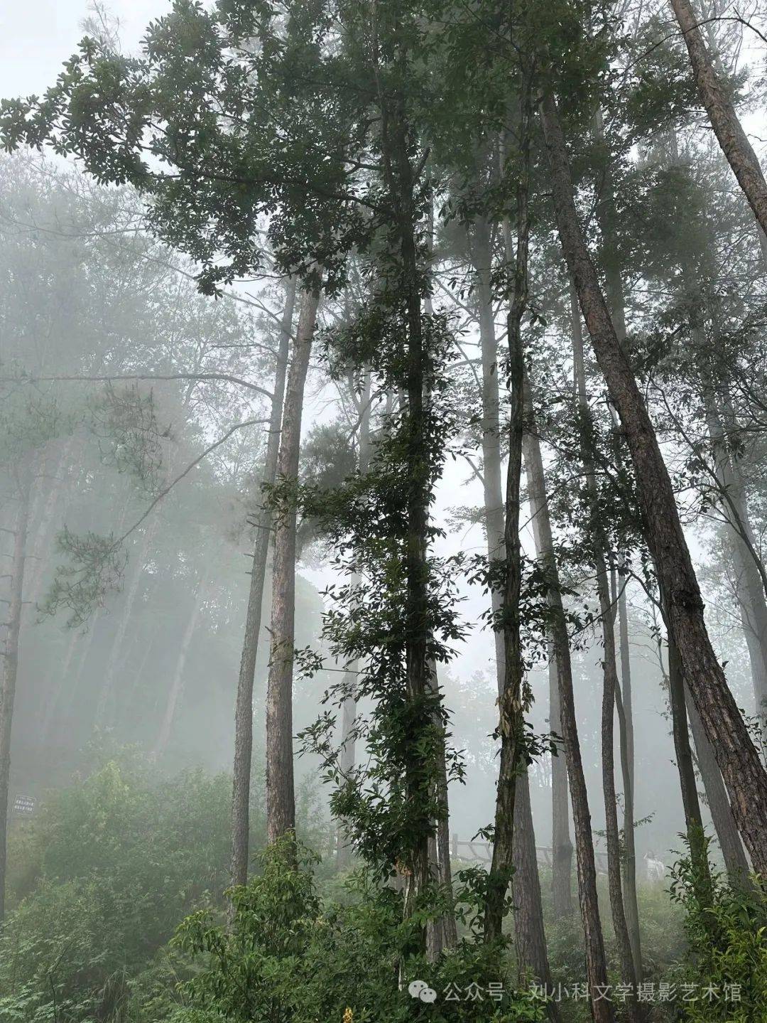 蜀道夏生凉（2） | 三溪口的林间清凉梦