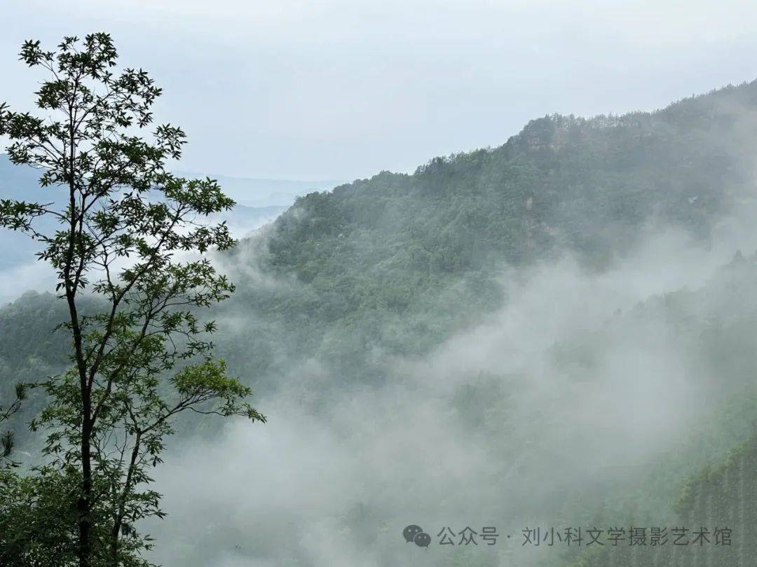 蜀道夏生凉（2） | 三溪口的林间清凉梦